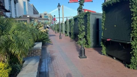 rooftop palm planters